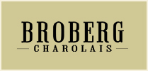 Broberg Charolais