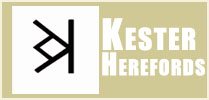 Kester Herefords