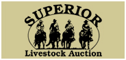 Superior Livestock's Holstein Steer Auction LIVE from Hudson Oaks, TX